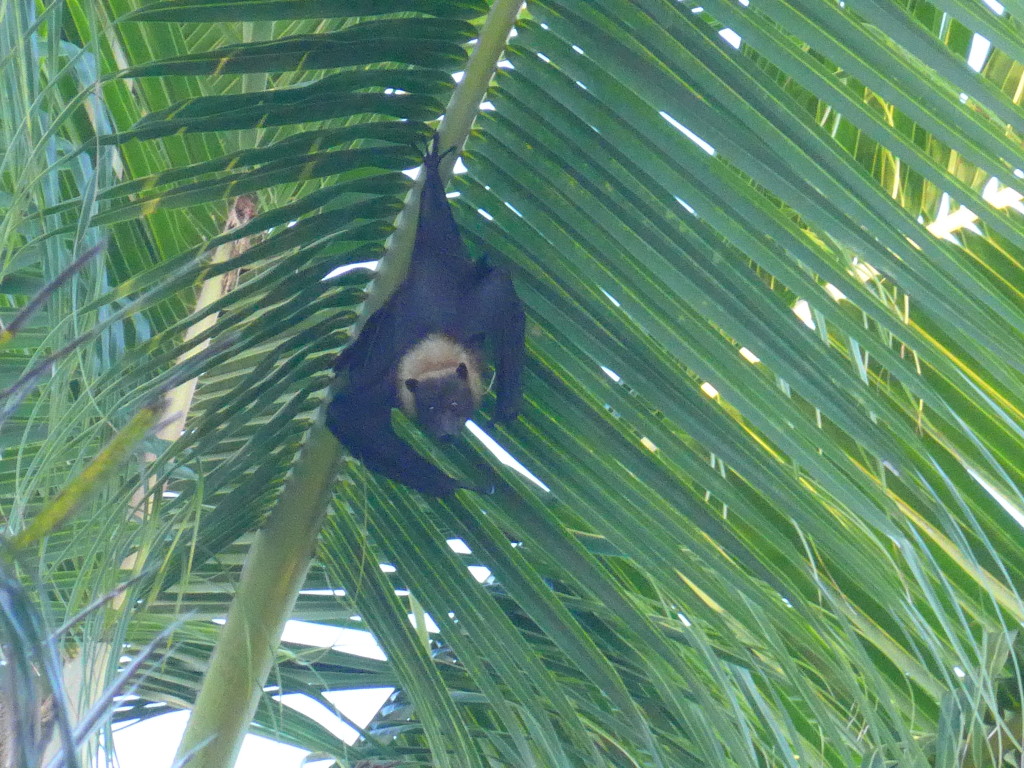 Pacific Flying Fox (Pteropus tonganus), a species of large fruit bat, beka in Tongan, peers down at us from a palm frond in our yard on Fafá. This guy and several of his companions put on an aerial show at dusk each evening as they patrolled the island with their wingspans approaching six feet (1.83 meters). Though they appear menacing and remind me of the flying monkeys in The Wizard of Oz, they only eat pollen, nectar and fruit.