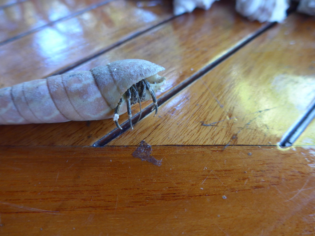 We could not convince this hermit crab to give up his shell home in exchange for another, less elegant abode. No matter what we did to gently coax him out, he would not budge. So we returned him and his spiraling shell to water's edge on the beach–his beach.