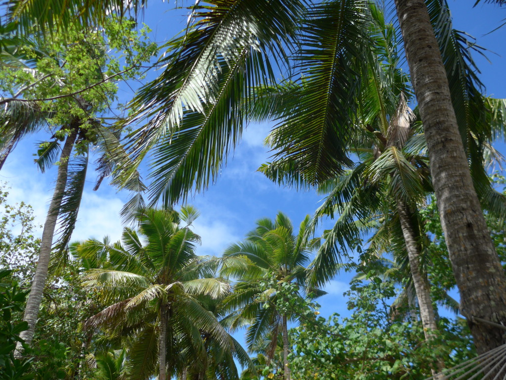 View of sky and palm trees on Fafá Island–quintessential Polynesia.