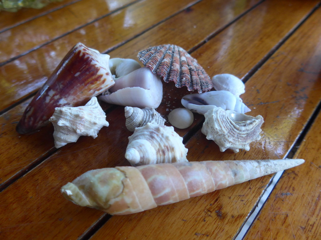 eautiful and unusual shells were collected on the beach in front of our fale.